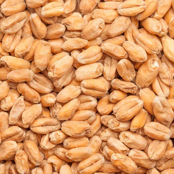 Wheat Malt BEST BESTMALZ