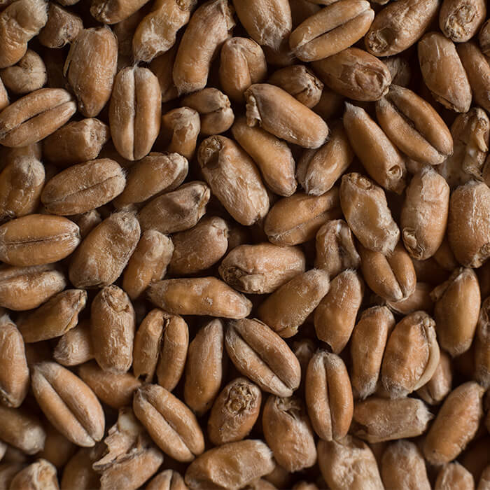 Chateau Wheat Blanc Castle Malting