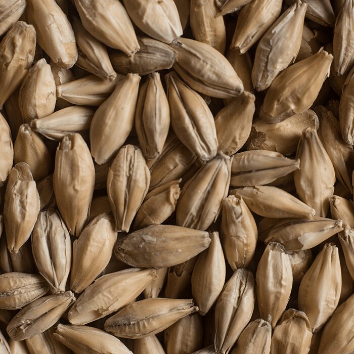 Chateau Pilsen 2RS Malt Castle Malting