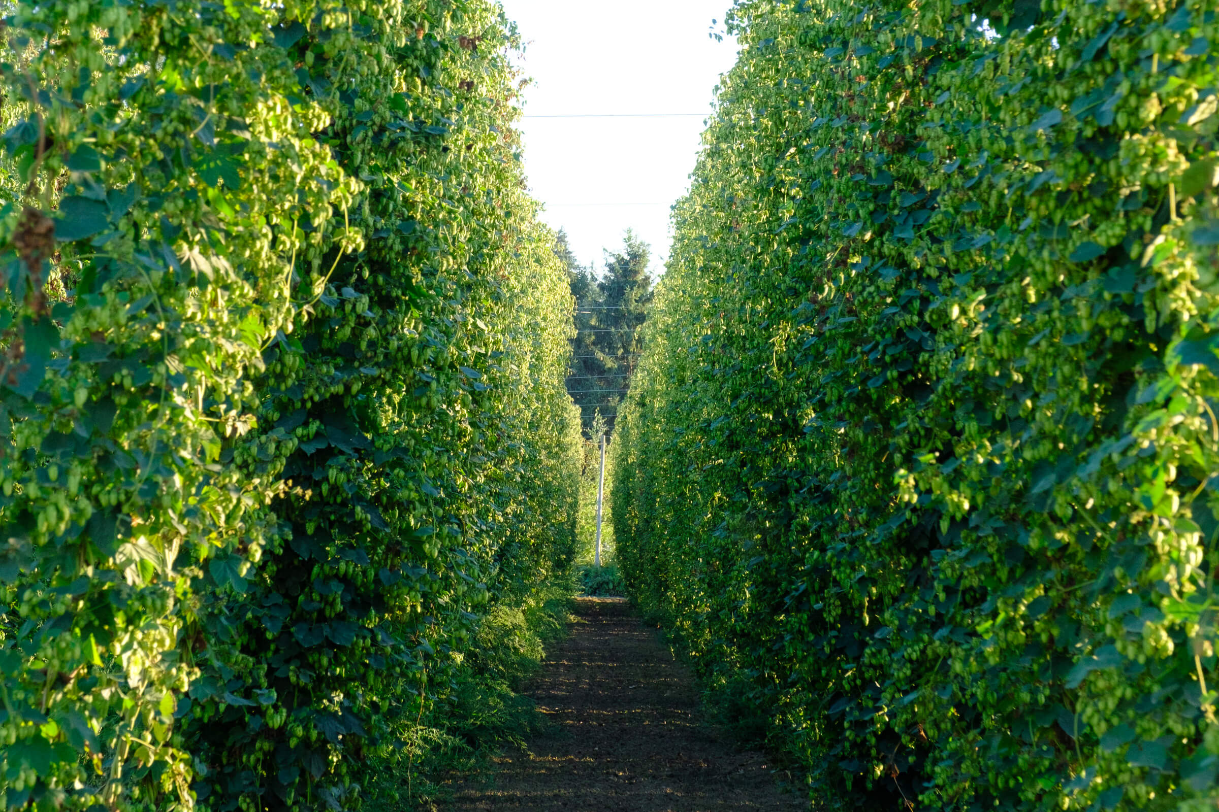 A field of Nugget hops at Crosby Estate Hop Farm in Oregon, Pacific North West USA.