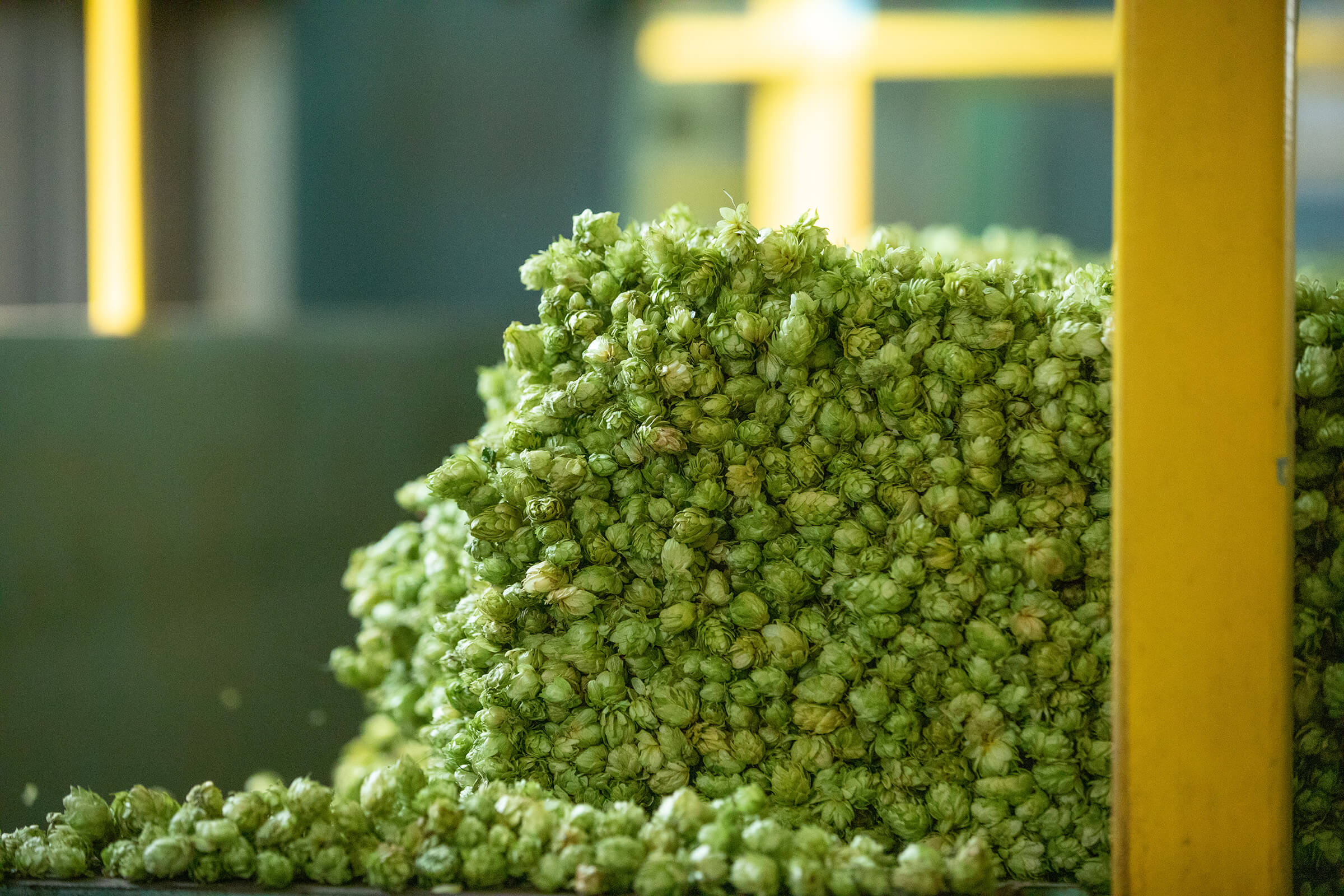 Pile of hops at Crosby Hops™ hop processing plant in Oregon, Pacific North West USA.