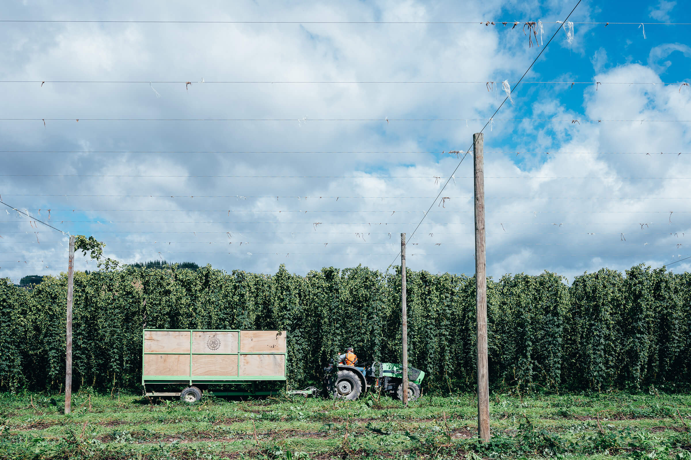 Tractor & trailer harvesting craft beer hops at Hop Revolution™'s New Zealand hop farm.