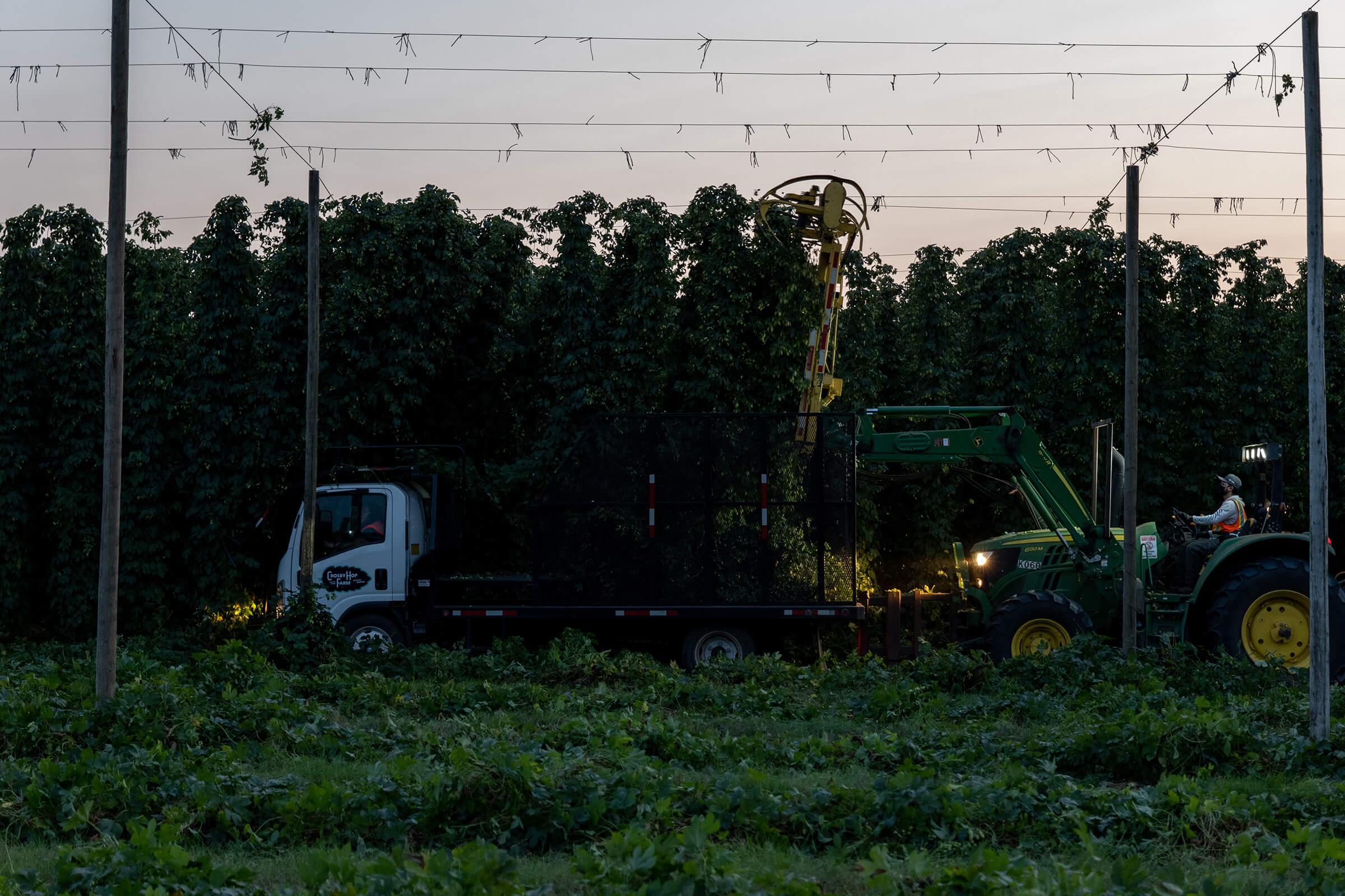 Crosby Hops™ hop harvester gathering fresh hops from the bine at dusk in Oregon, USA.