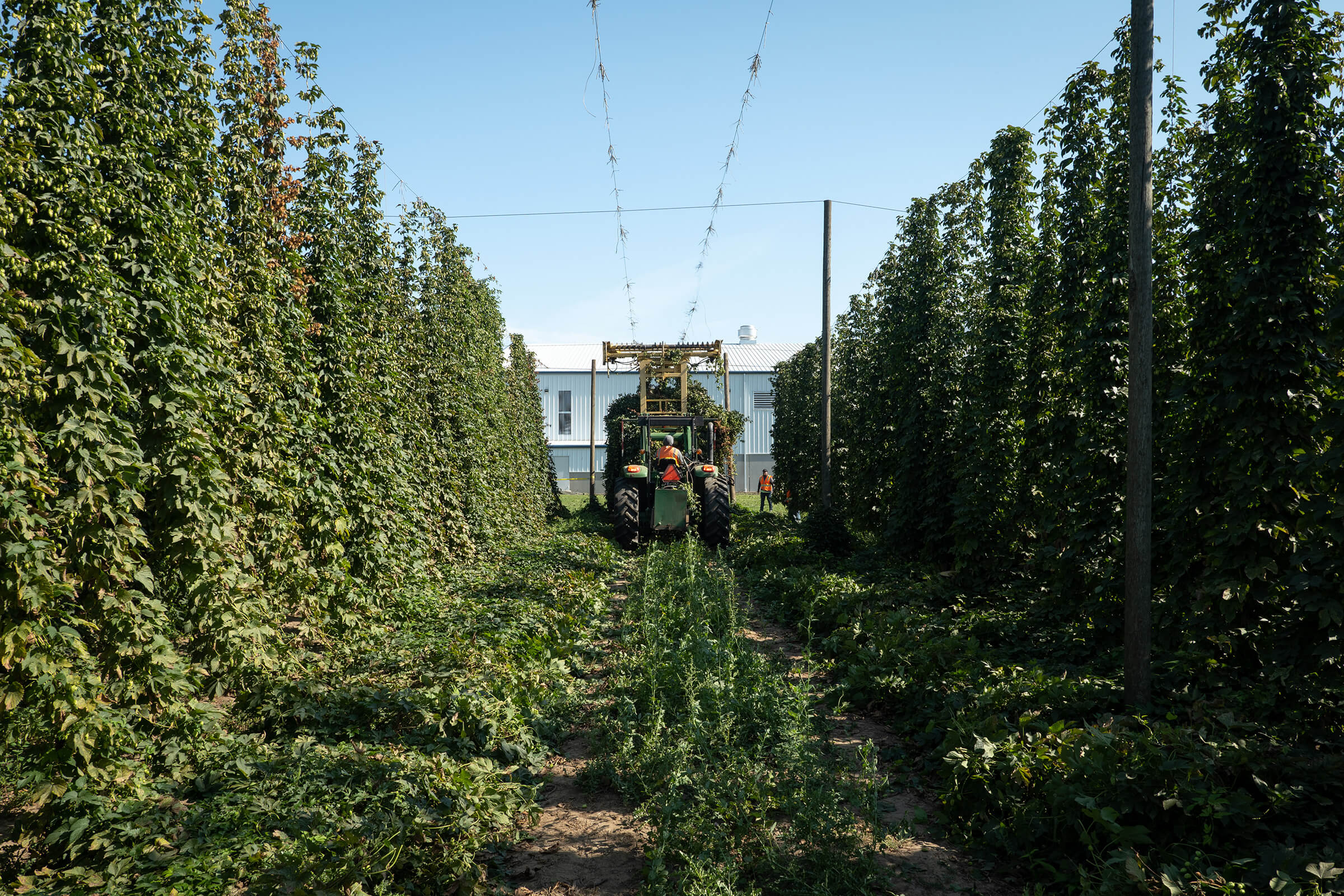 Tractor with hop cutter harvests hops at Crosby Estate Grown hop farm in Portland, Oregon, USA.