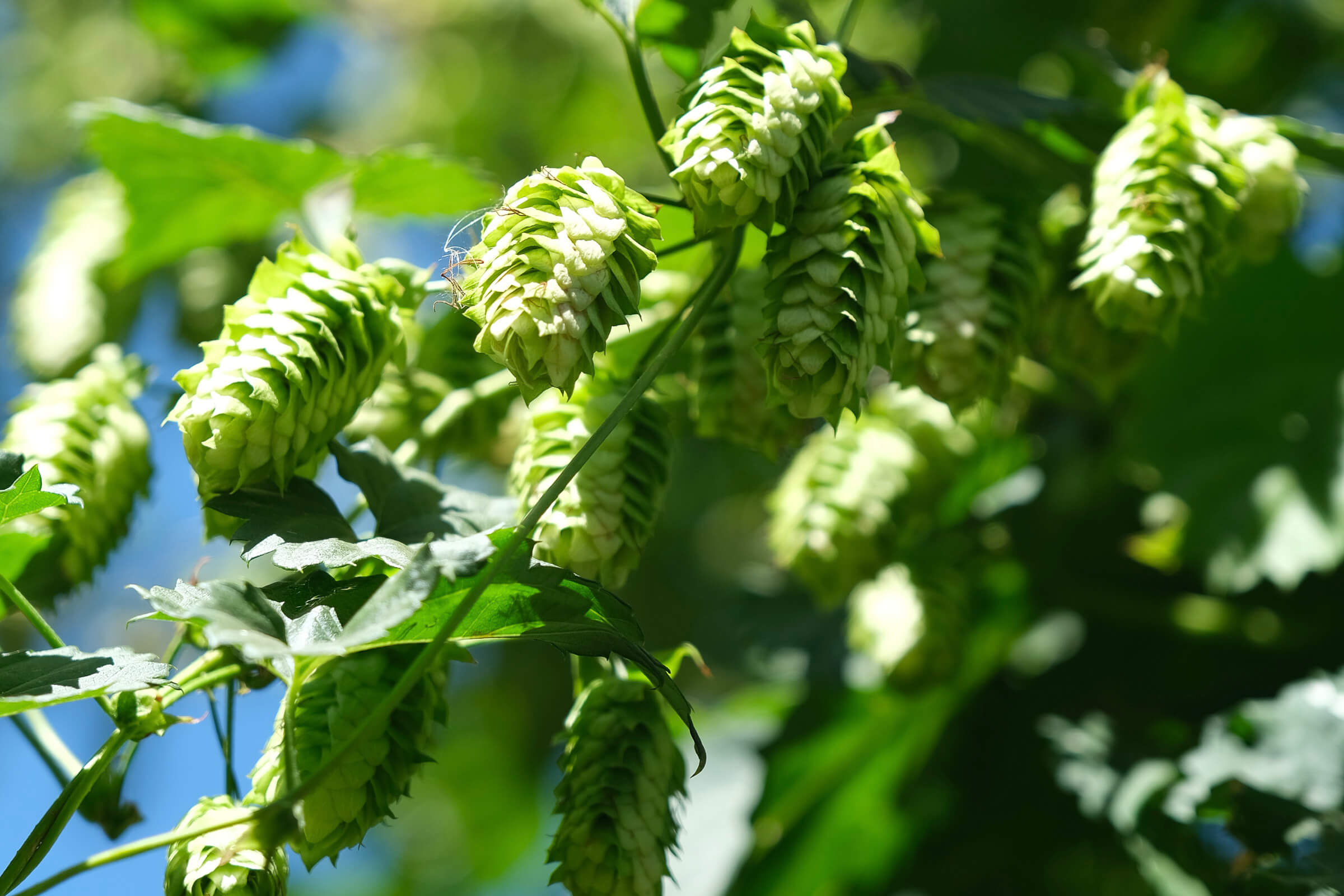 Craft Beer Hops on a bine in a field in Oregon hop growing country in Pacific North West USA