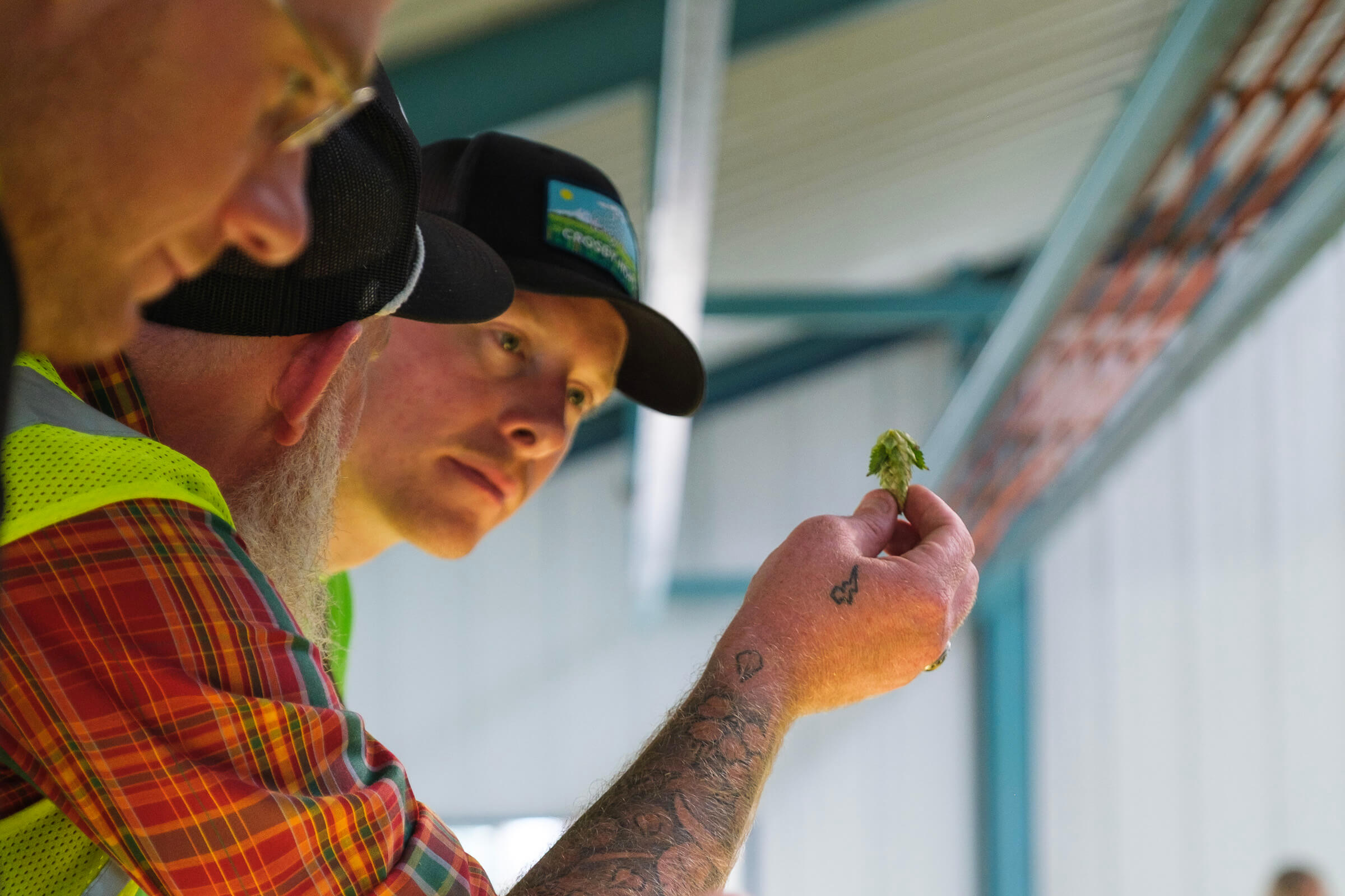 Nolan Russell of Crosby Hops™ inspects a hop cone for quality at Crosby Hops™ hop kiln in Oregon, USA