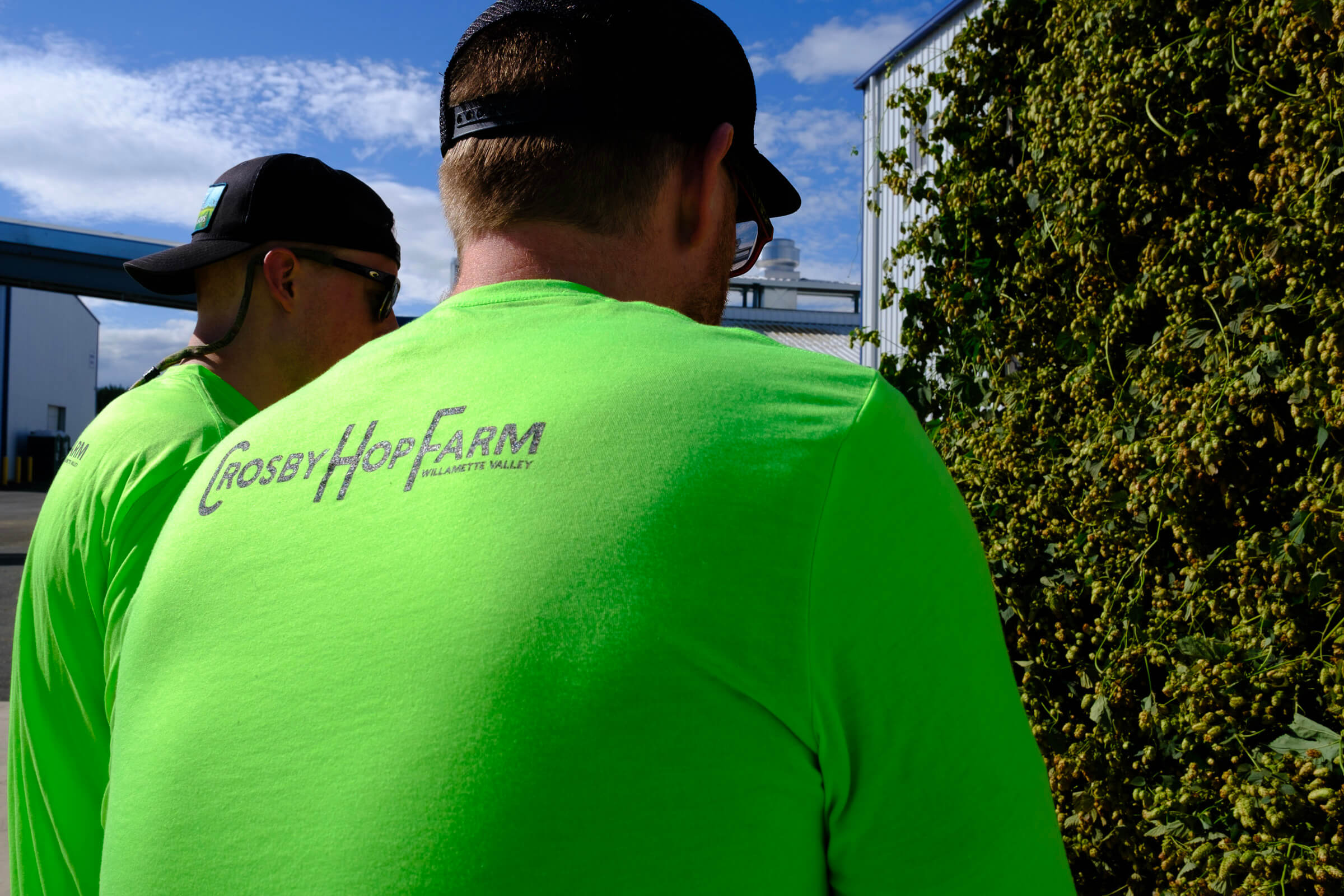 Crosby Hop Farm employees inspect freshly harvested craft beer hops for quality in Oregon, USA.