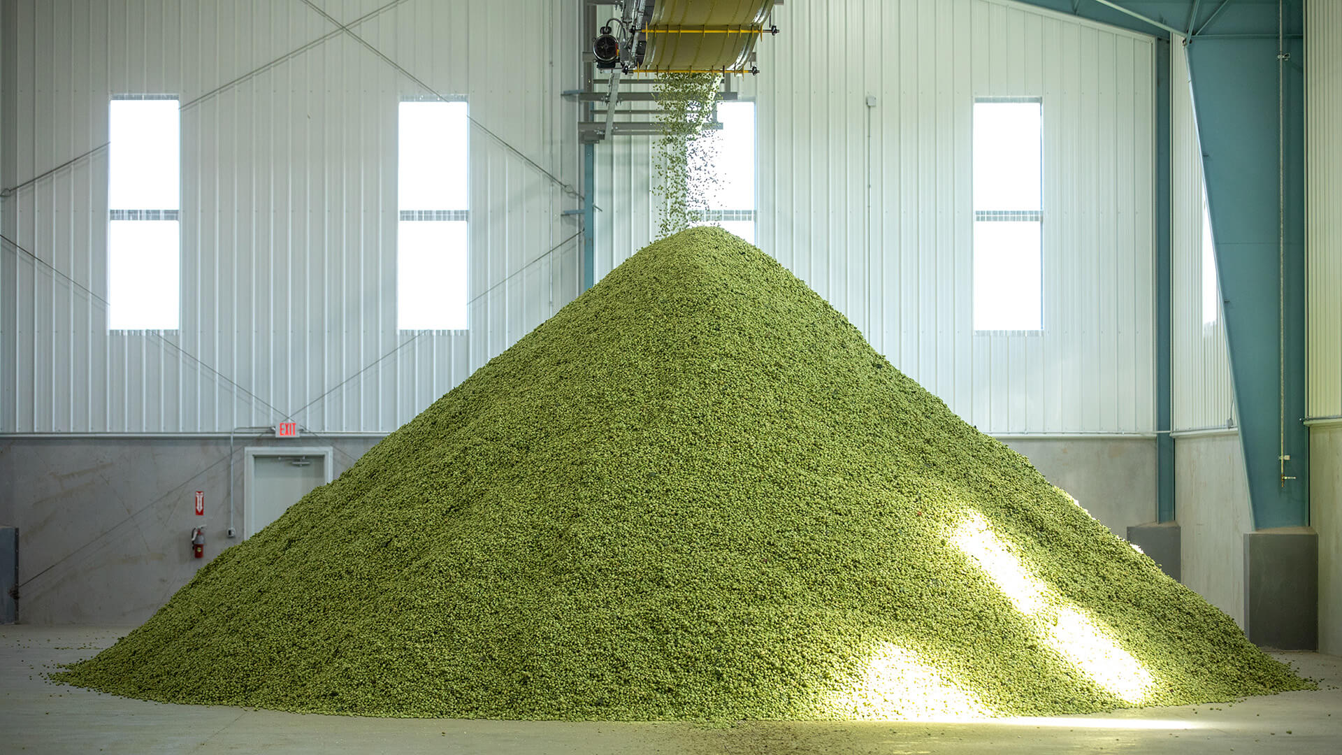 Mountain of hop conest for processing to fulfil a hop contract at Crosby Hops facility in Oregon, USA.