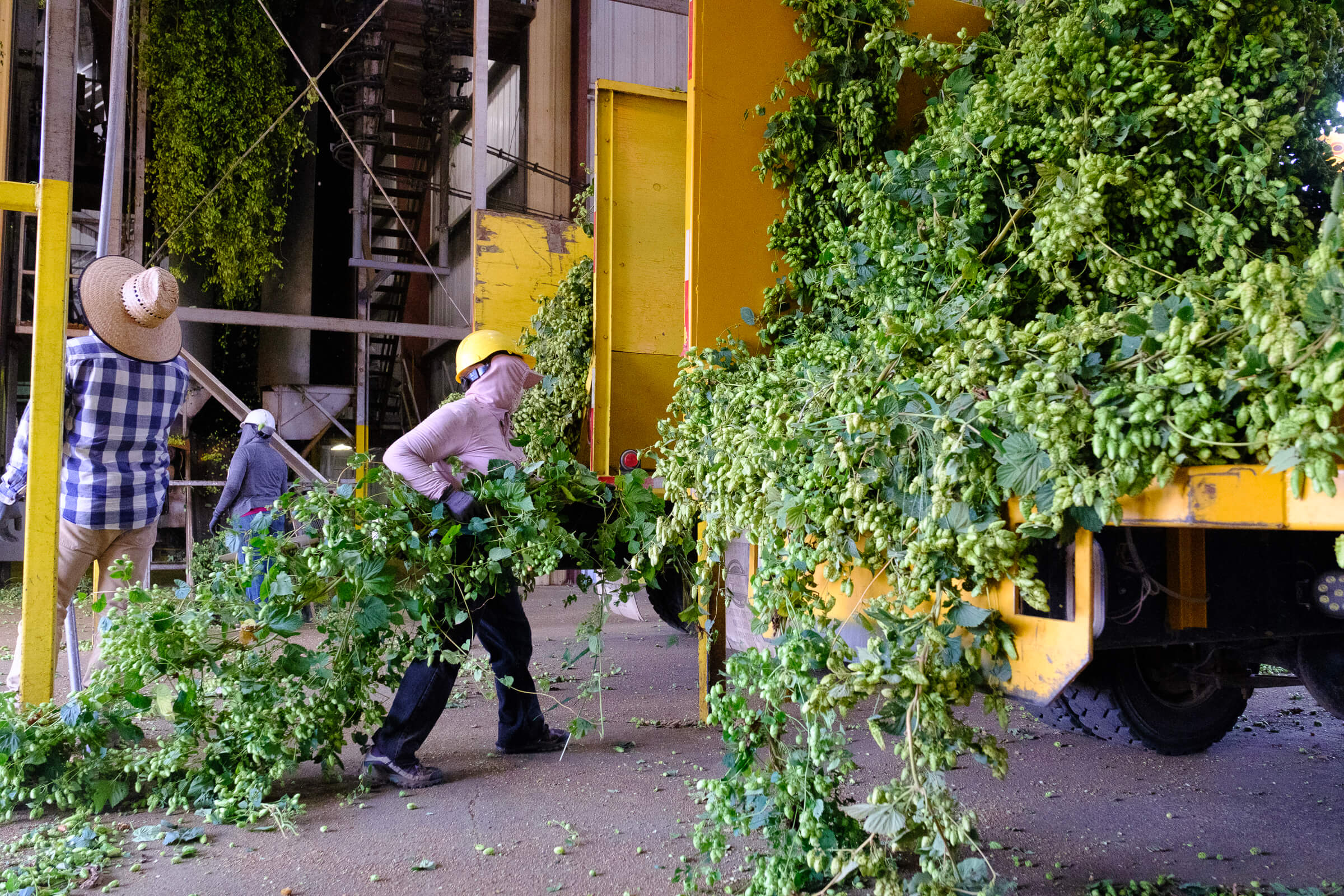 Workers transfer Cascade hop bines from a truck to a picker at B&D Farms in St Paul, Oregon, USA during the 2024 Pacific Northwest hop harvest.