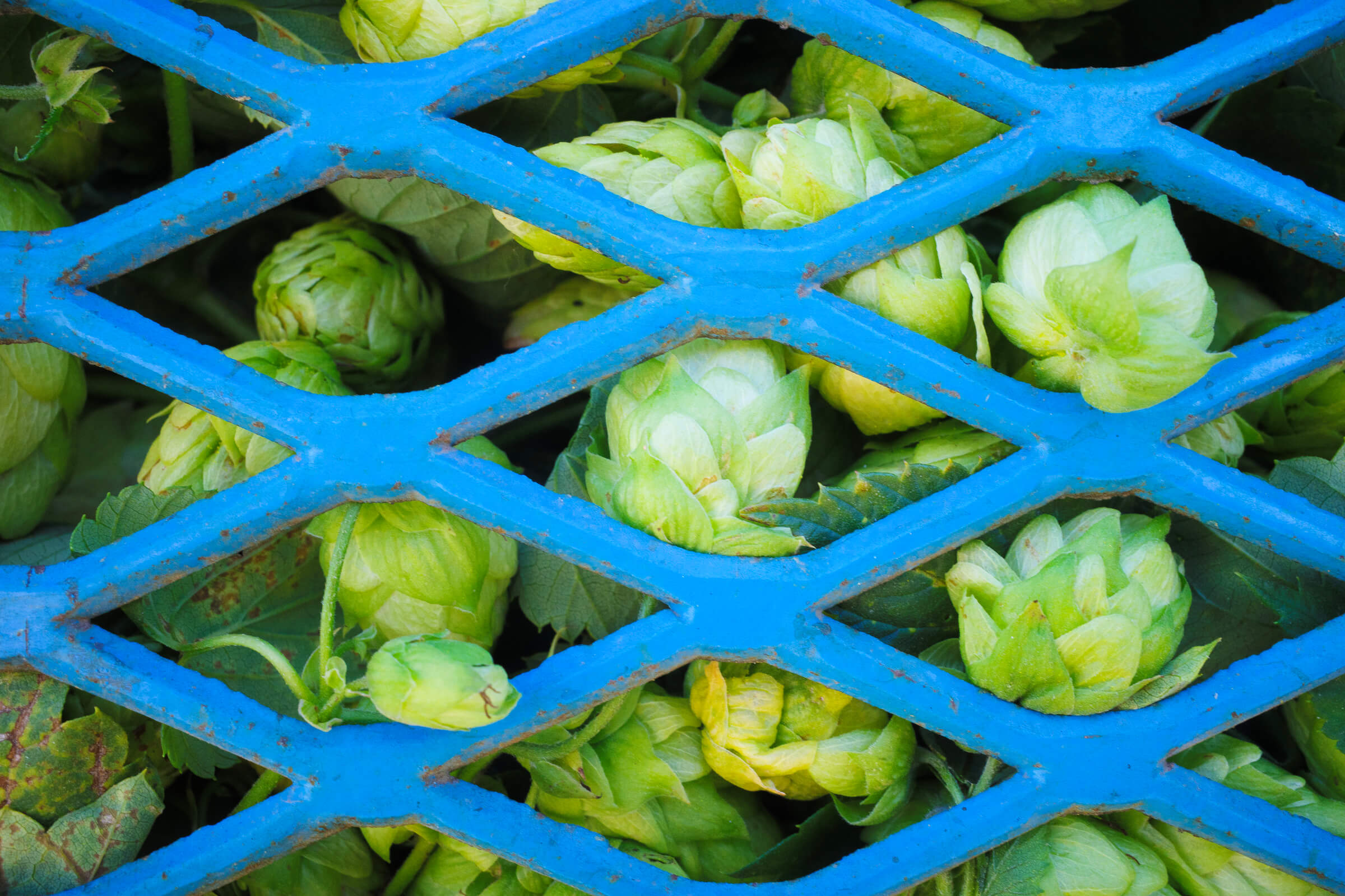 Plump Amarillo® (VGXP01 cv) hop cones on a hop harvest truck at Coleman Agriculture hop farm in Oregon during Pacific Northwest USA Hop Harvest 2024