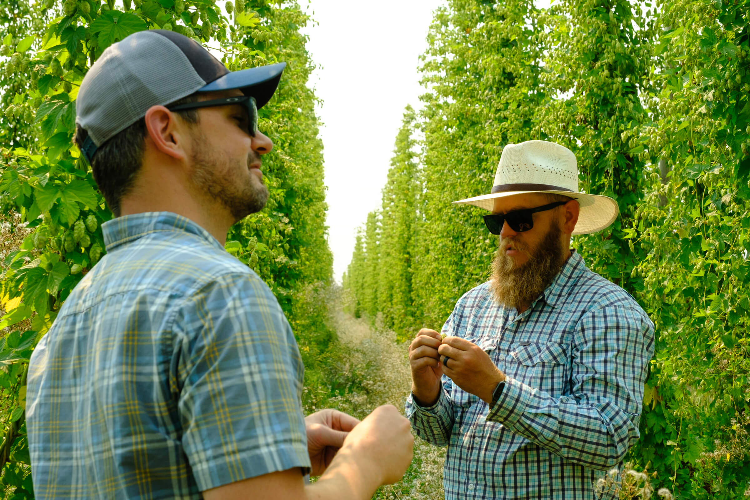 Blake Crosby (CEO, Crosby Hops) & Dr Jay (Hop Breeder, Crosby Hops) in the Crosby Hops Experimental Hop Fields during the 2024 hop harvest season.