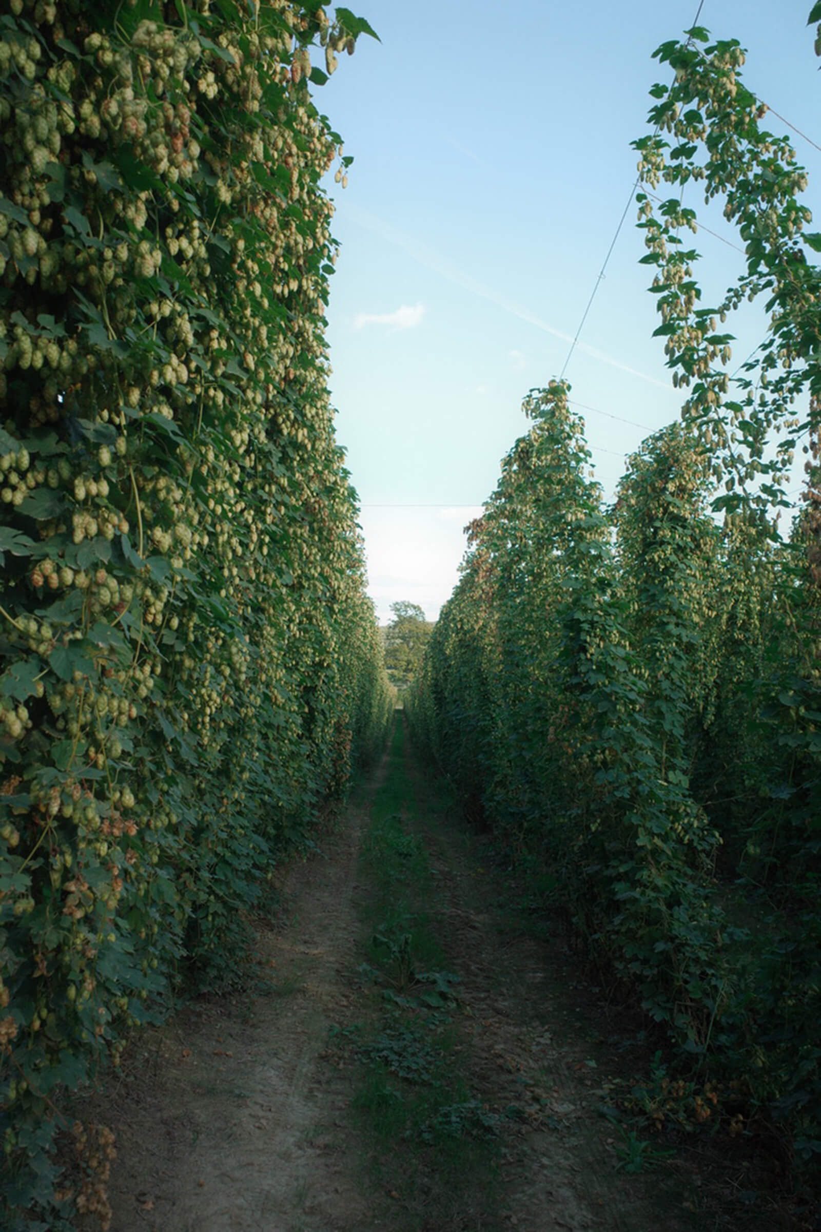 Rows of hop bines in the Hukins Hops hop garden field during the September 2024 UK fresh hop harvest.