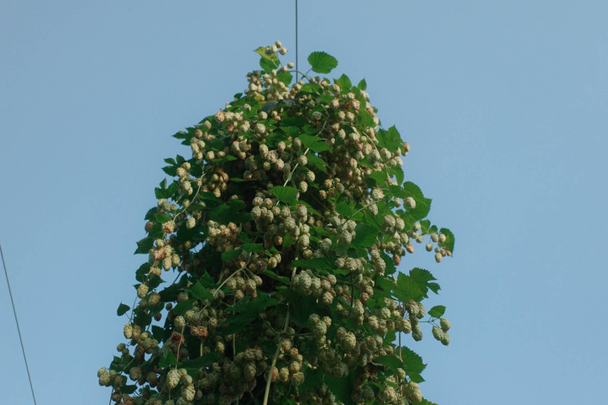 Fresh hop bine extending towards the sky at Hukins Hops in Kent, UK.