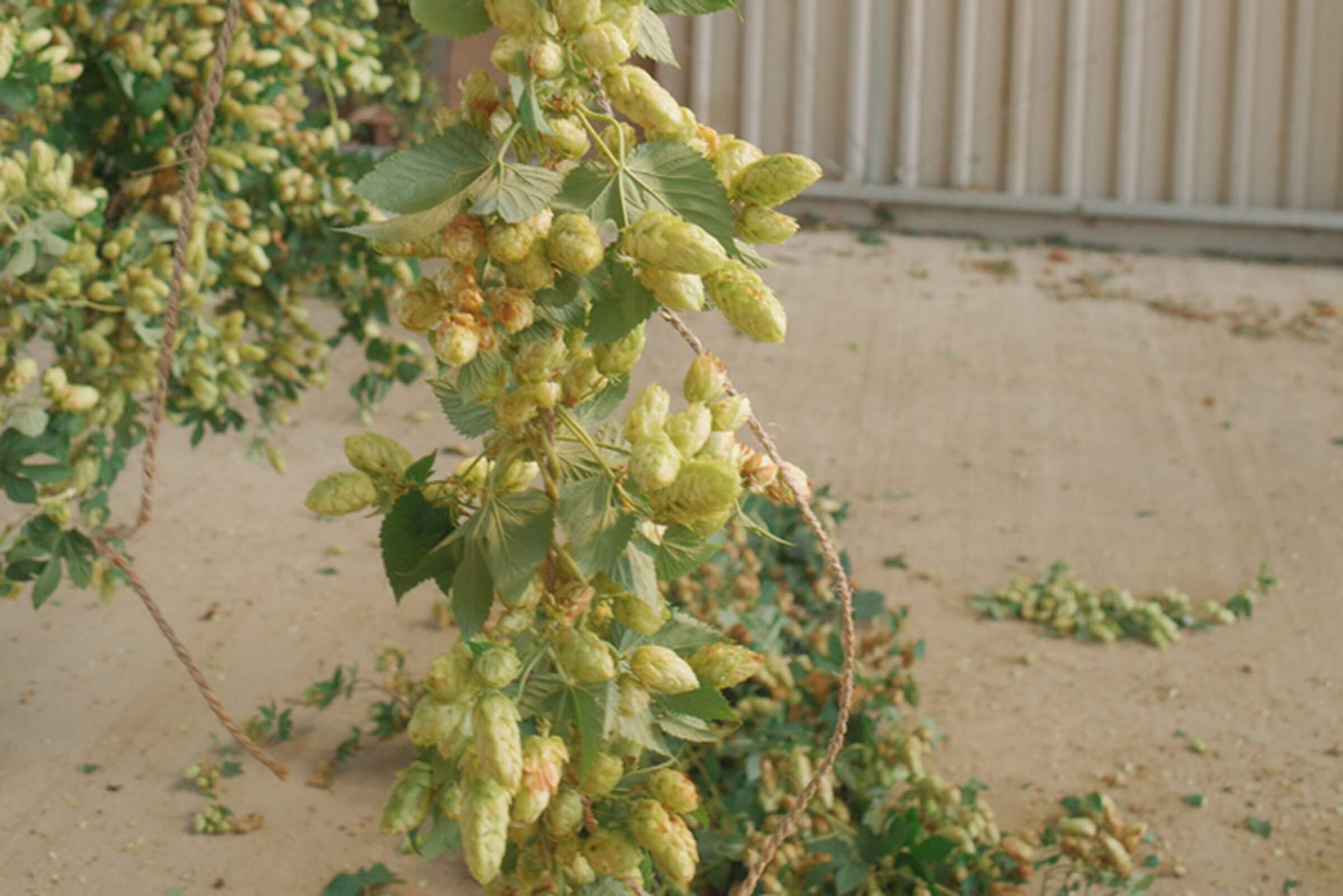 Freshly harvested green hop bines at Hukins Hops awaiting the hop picker at the facility in Kent, UK.