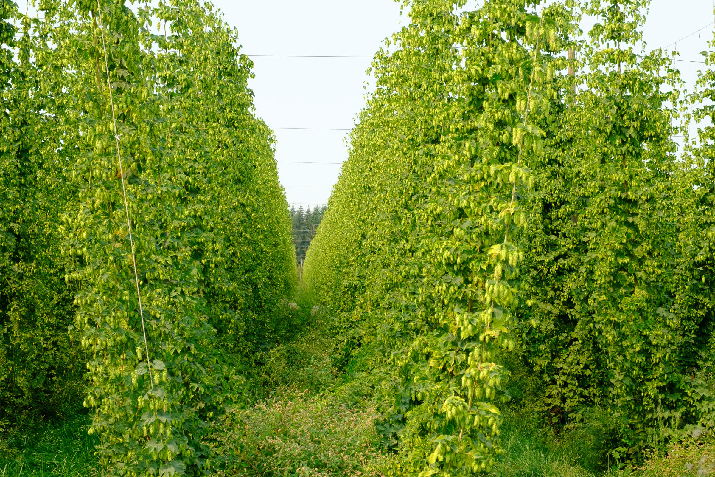 Rows of Nugget hops at the Crosby Estate Grown hop farm in Woodburn, Oregon, USA during Pacific Northwest Hop Harvest 2024. 