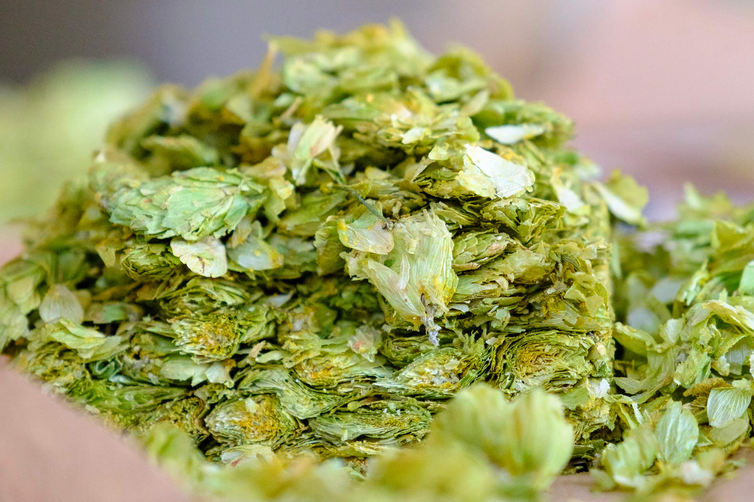 Brewers cut of Indie Hops Strata from a bale ready for selection by Andrew Hamilton of Wicklow Wolf during Portland Oregon Hop harvest 2024