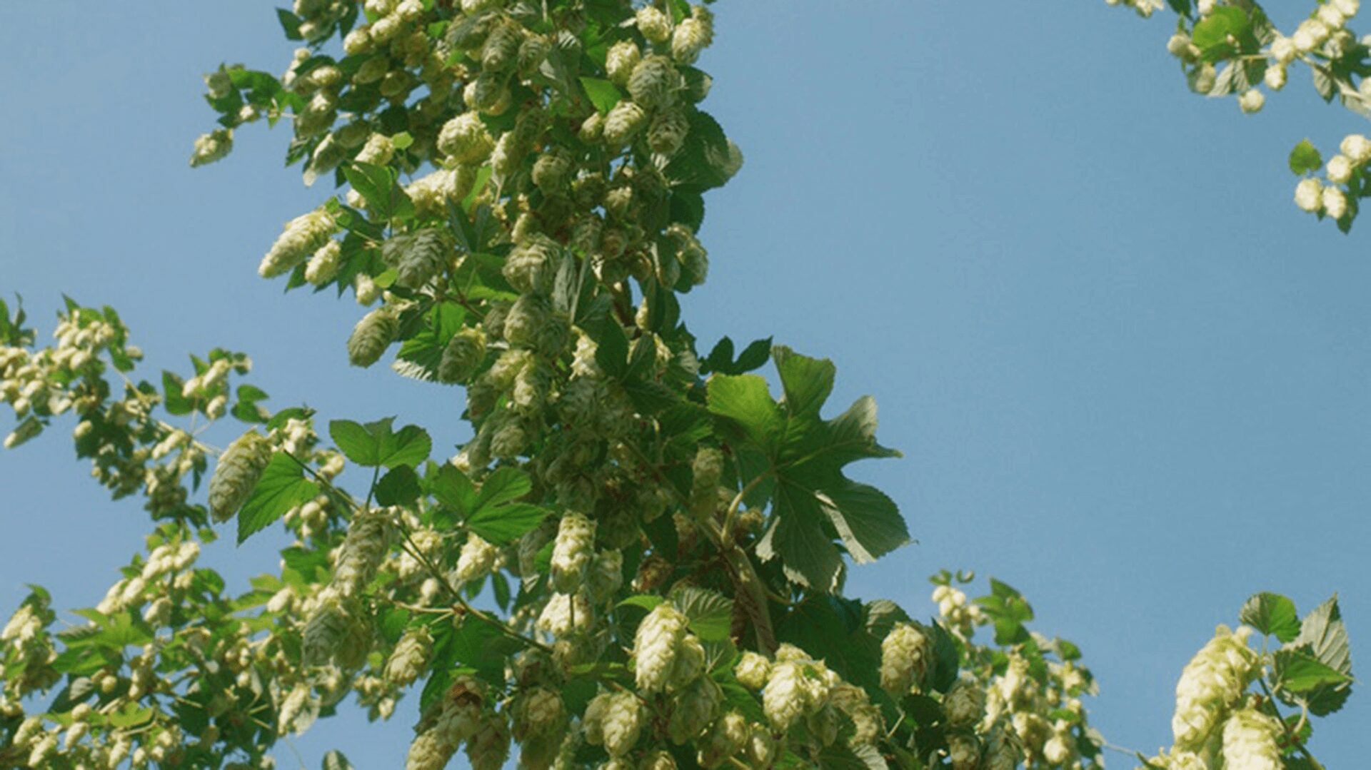 Close up of fresh hop cones on a bine set against the sky at the Hukins Hops garden in Kent, UK.