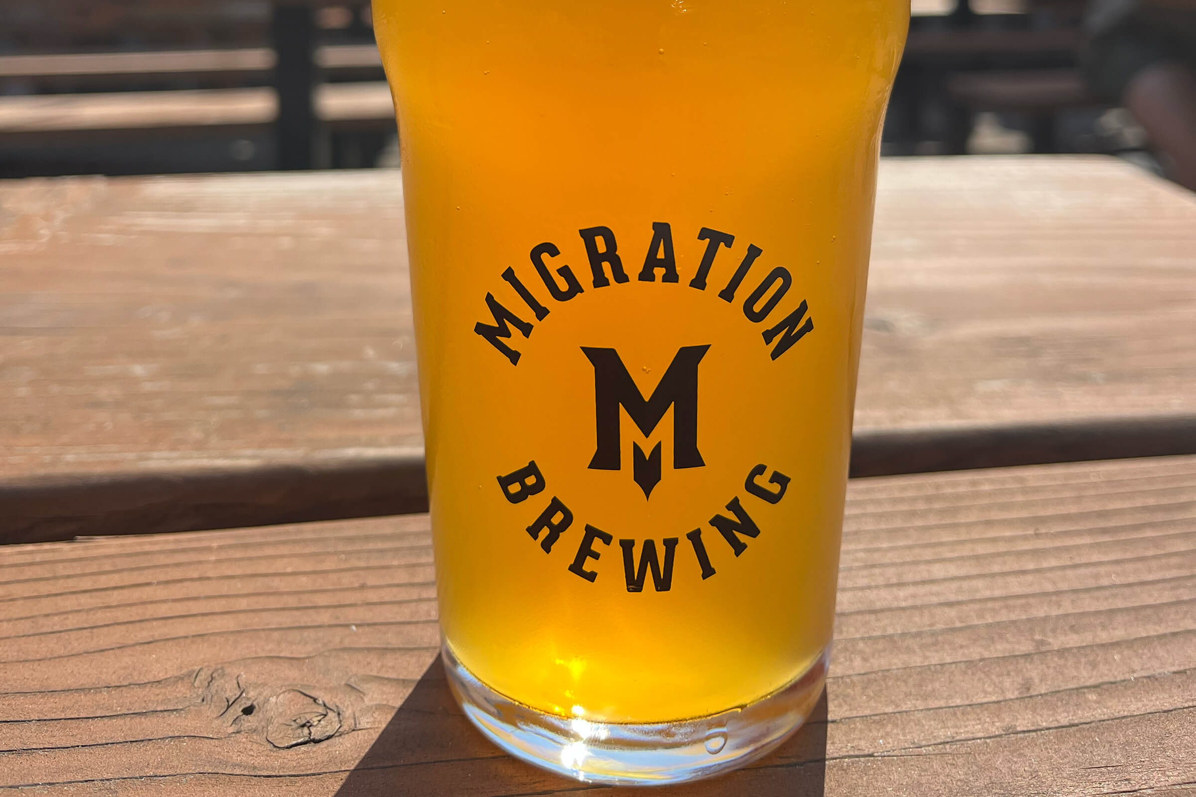 A pint of Migration Brewing “Fresh Outta Portland” IPA with fresh hop Indie Hops Strata at Migration Brewing Glisan in Portland, Oregon.