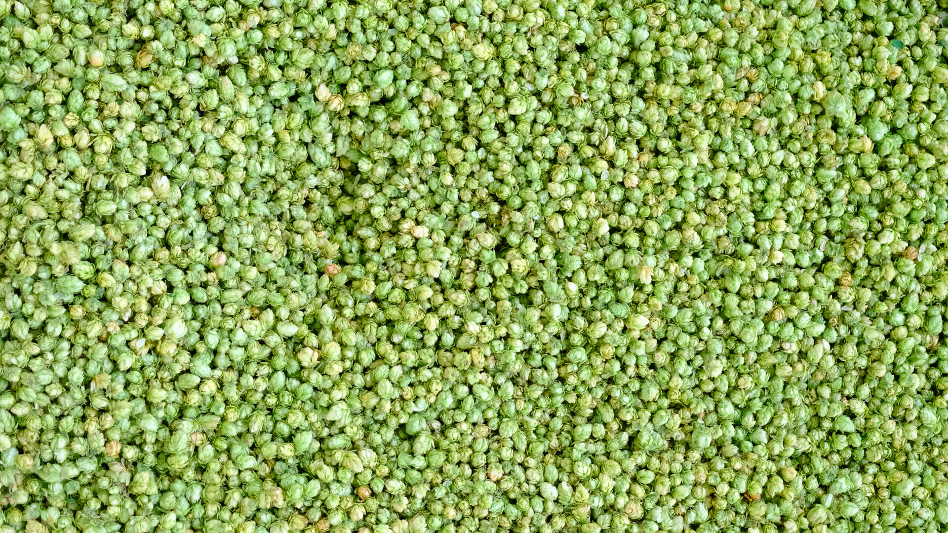 Amarillo® (VGXP01 cv) hops in the kiln at the Crosby Hops processing facility in Woodburn, Oregon, USA during the Pacific Northwest hop harvest 2024.