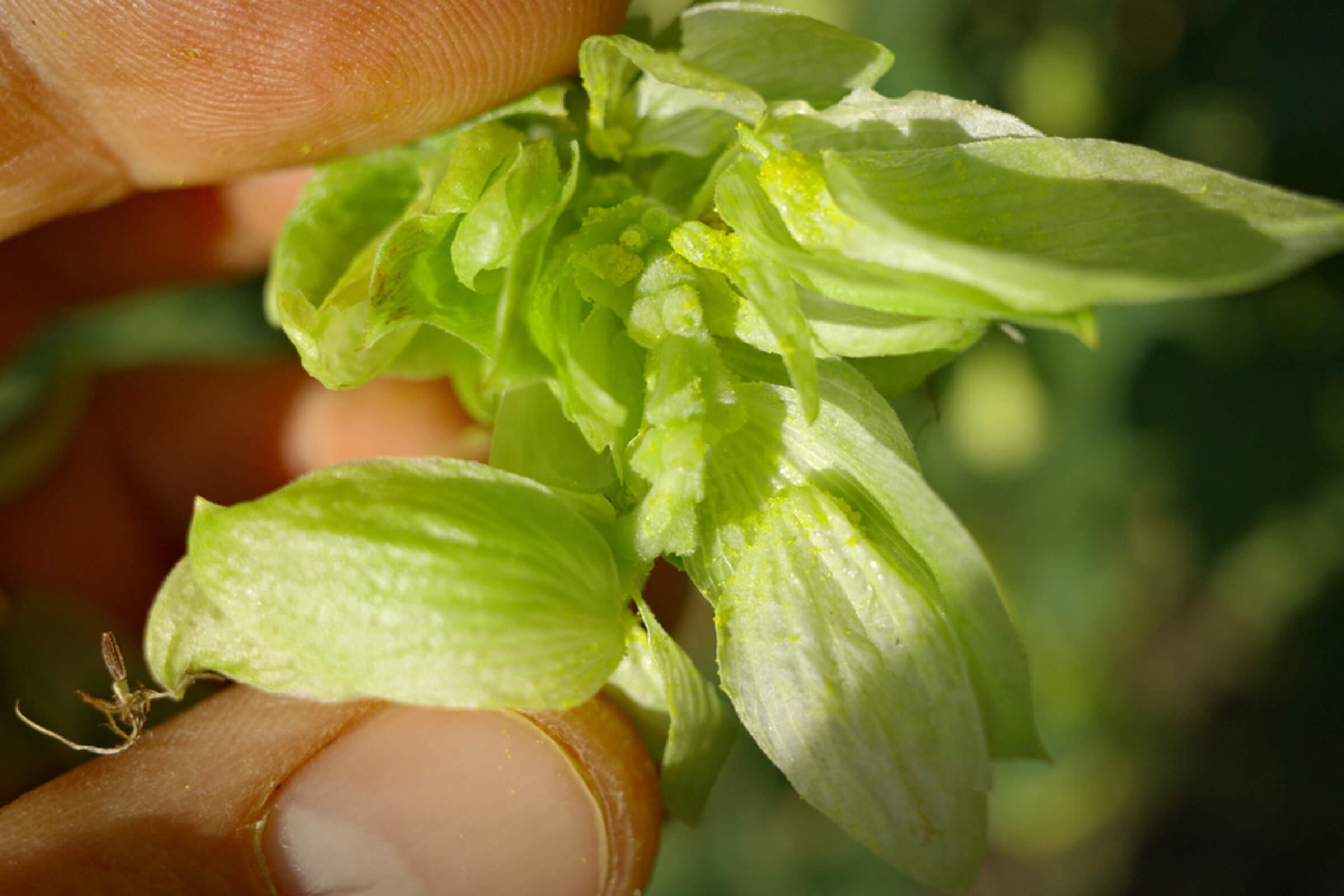 A fresh UK hop cone flower held between finger & thumb, showing vivid green colours & lupulin glands.