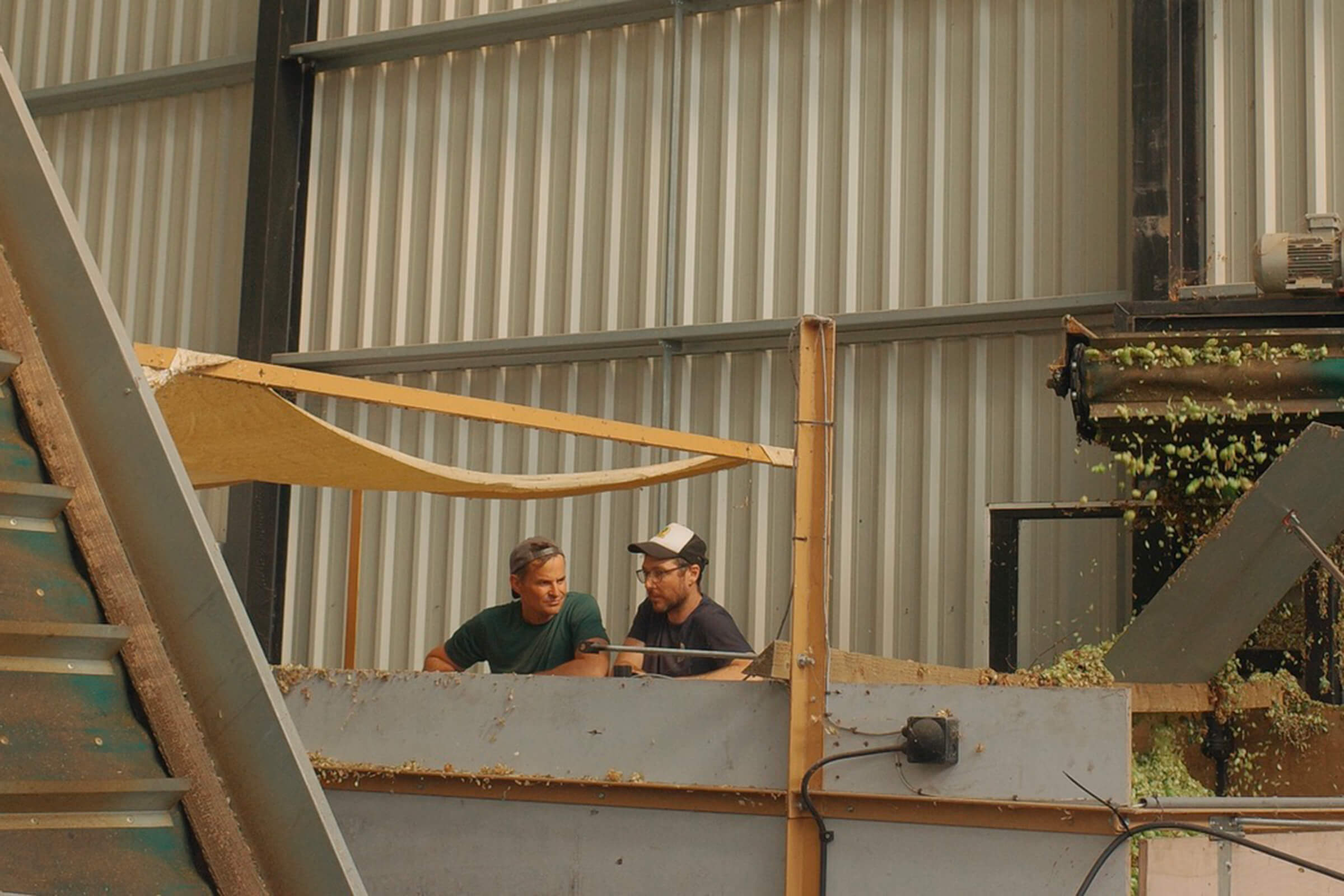 Two Hukins Hops employees work the hop picking line during the September 2024 fresh hop harvest in Kent, UK.