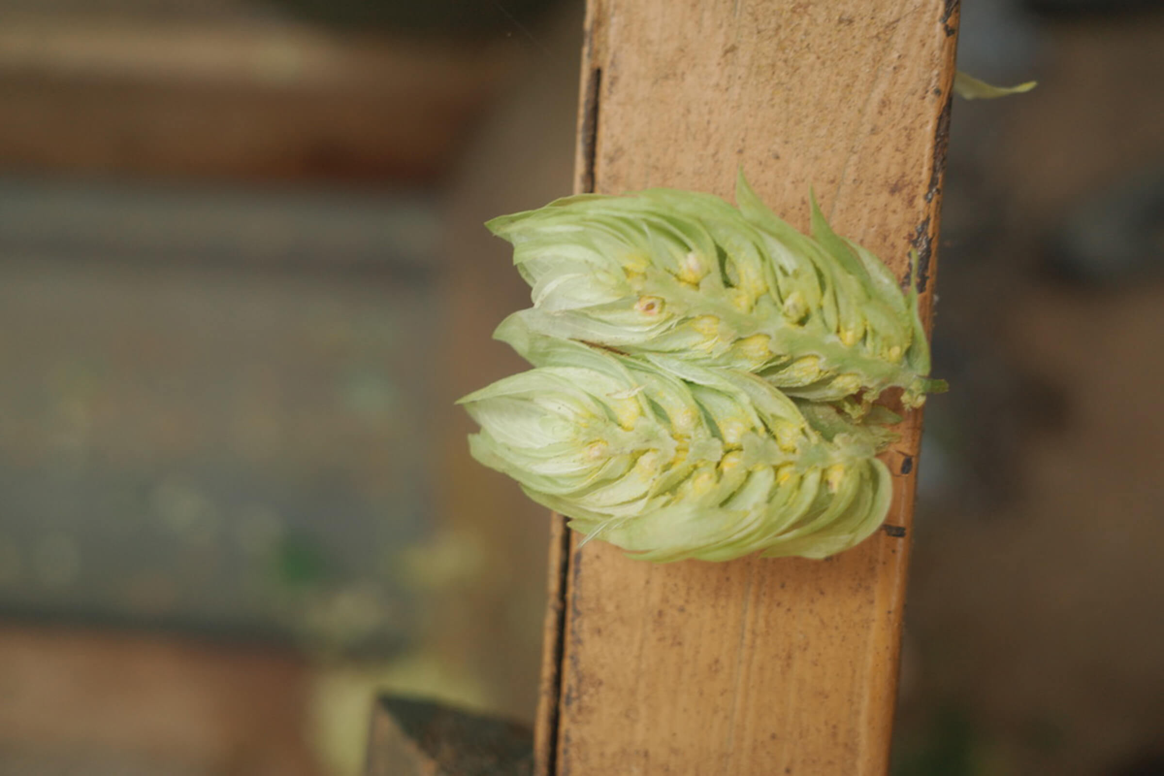 Fresh hop cone flower separated in two, showing the bract, bracteole, and bright yellow lupulin glands.