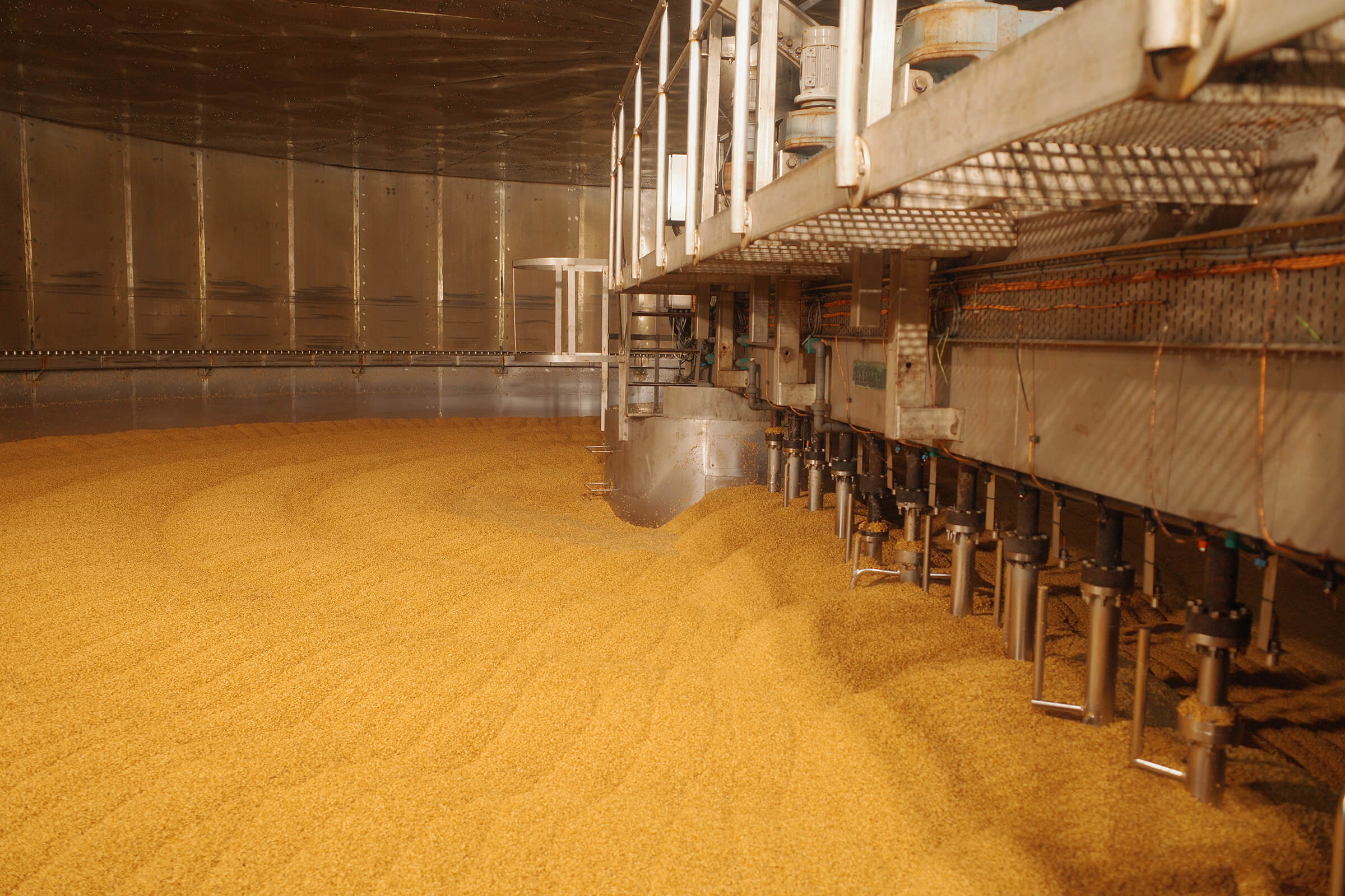 Grains of barley germinating in the germination and kilning vessel at the Bairds Malt Witham maltings in Essex, UK