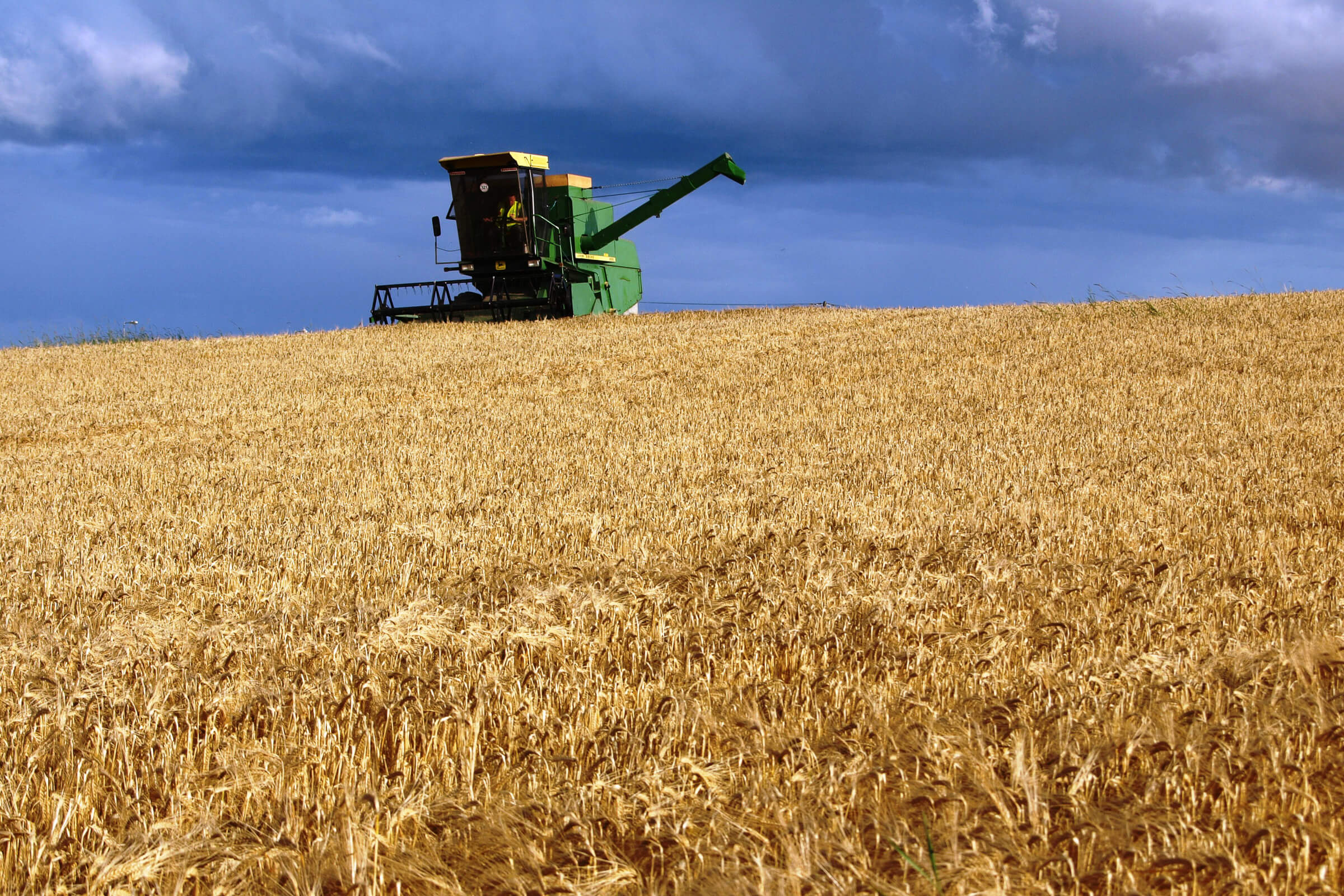 A combine in a field of barley malt during the spring barley harvest season.