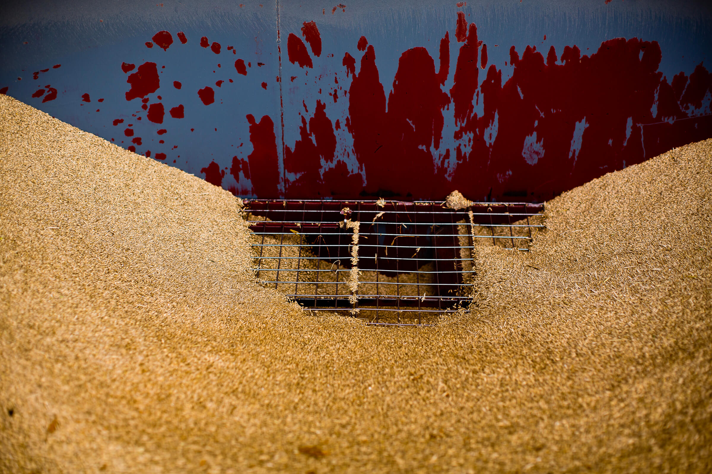 A mound of fresh barley in the grain store at one of the farms supplying Bairds Malt in Norfolk, East Anglia, UK