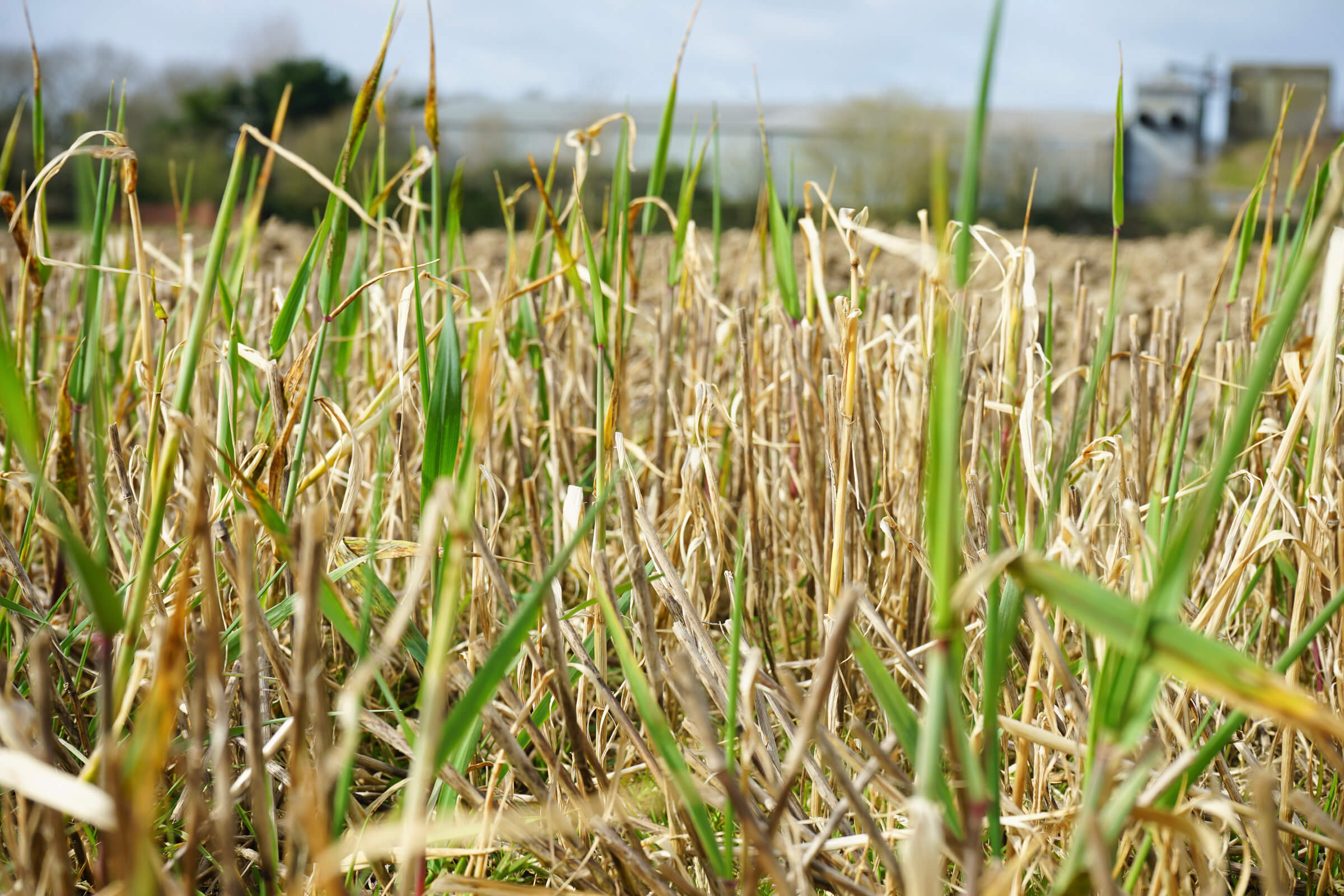 Field of fresh barley shoots just sown for the UK spring malting barley crop