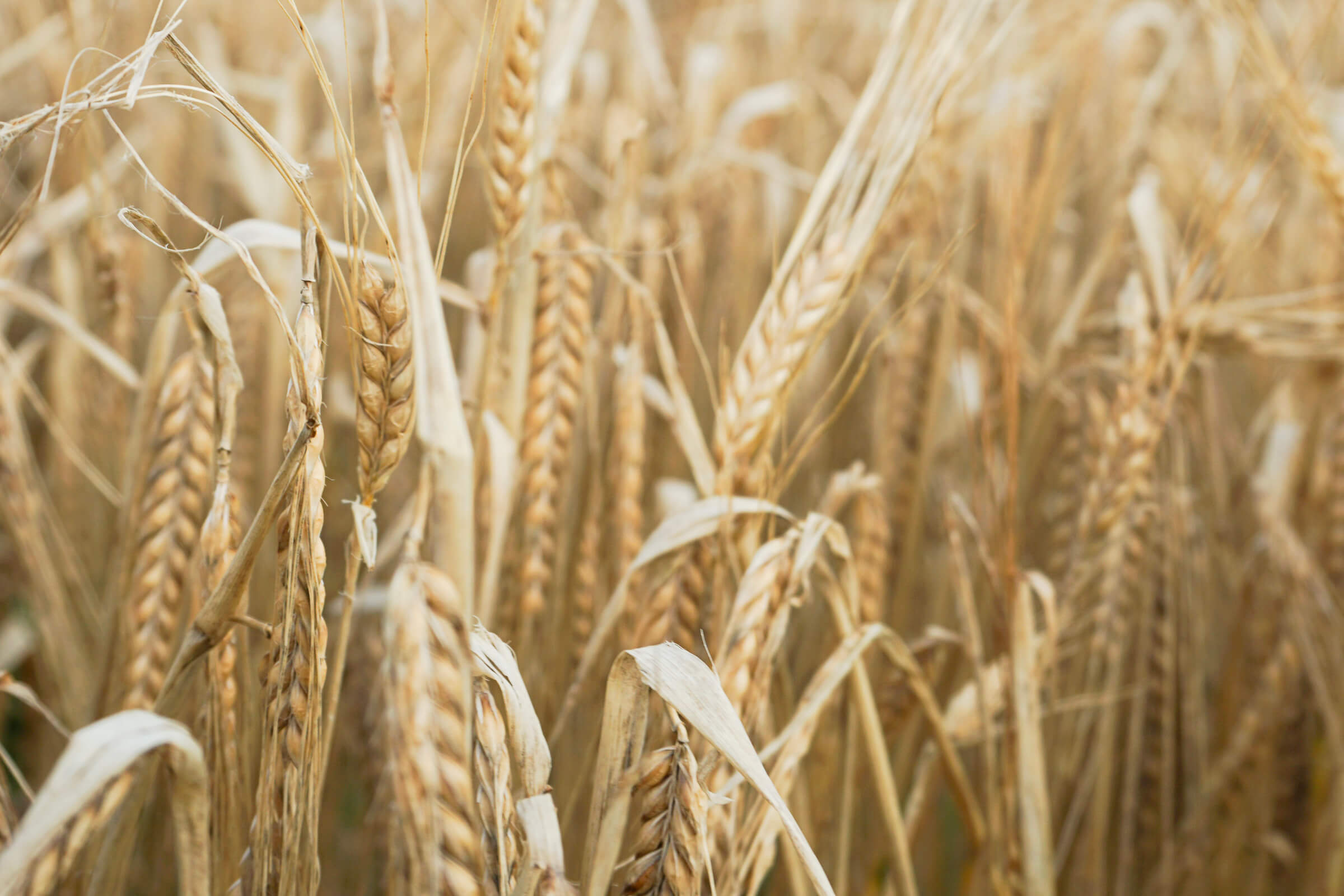 A field of spring barley, showing the straw yellow plumb grains ready for harvest