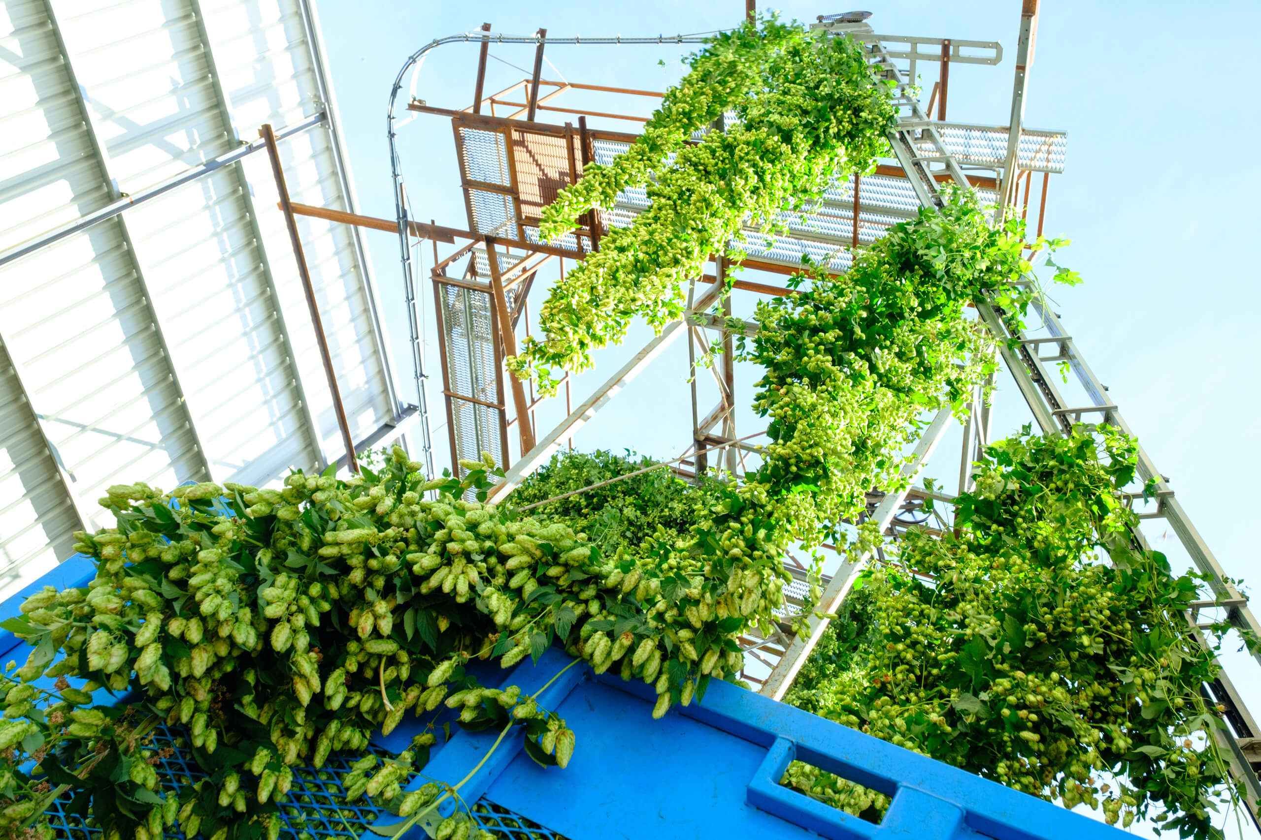 Hop bines removed from a truck by a hop picker at the Coleman Agriculture farm in St Paul, Oregon during the 2024 hop harvest