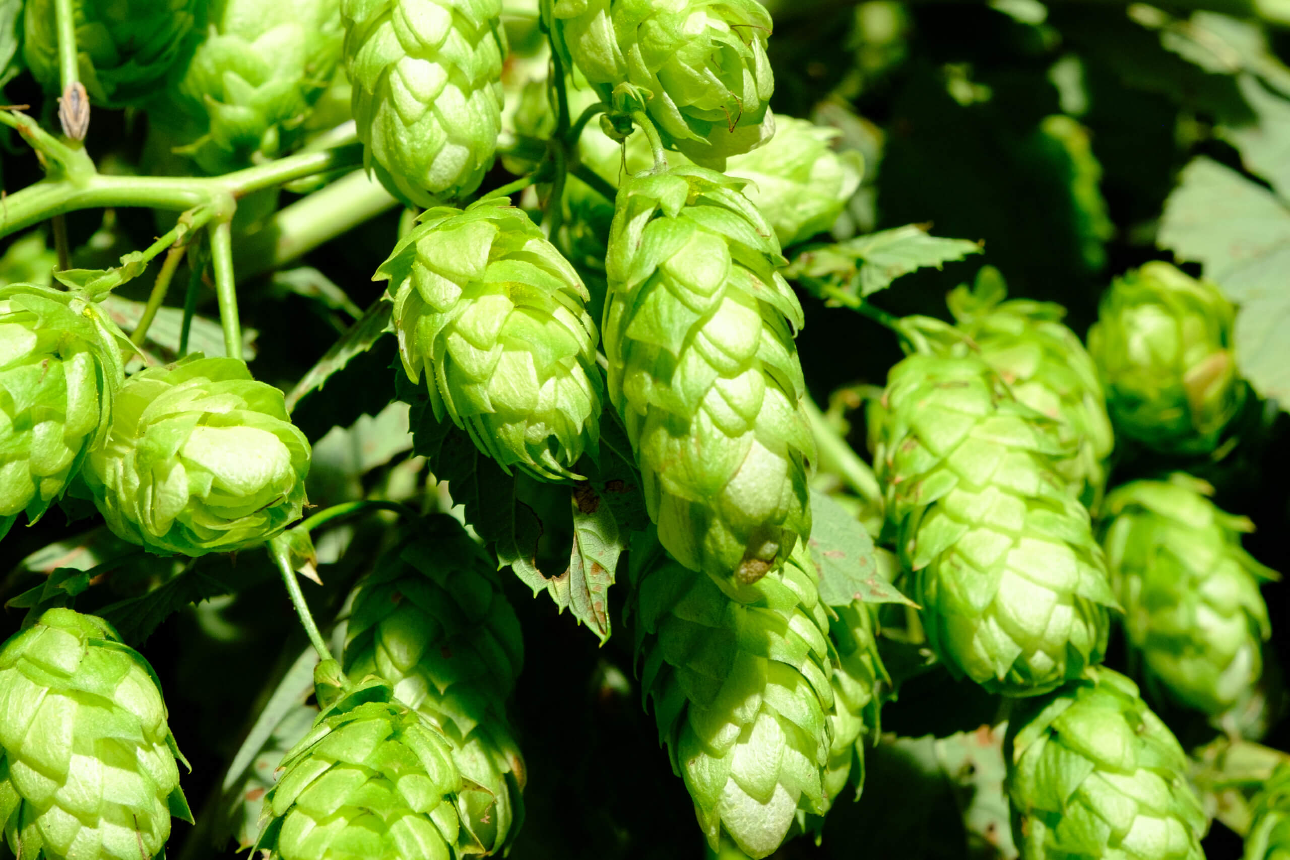 Close up of hop cones at Goschie Farms in Oregon, USA.