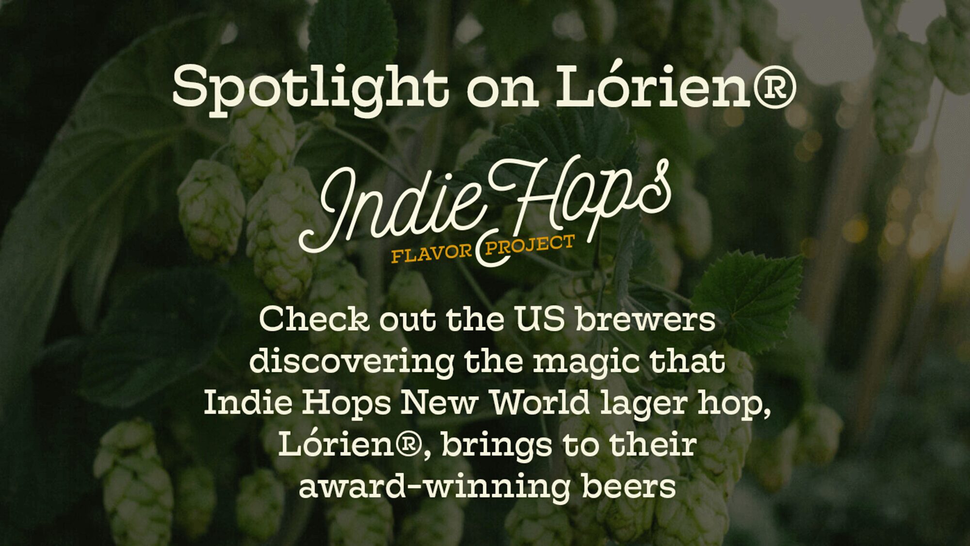 Indie Hops Lórien US Brewers Award Winning Beers